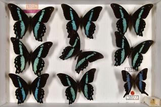 Familles de papillons 